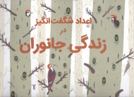 اعداد شگفت انگیز در زندگی جانوران (شومیز)