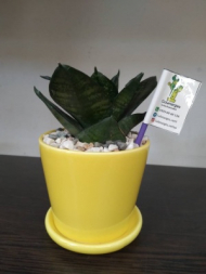 گلدان لیوانی