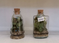 تراریوم فیتونیا سایز1