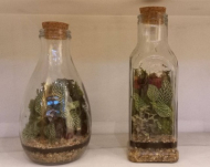 تراریوم فیتونیا سایز4