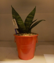 گلدان سطلی گوشواره ای بزرگ