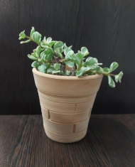 گلدون سفالی کراسولا 10