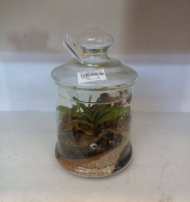 تراریوم کندی کوچک