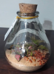 تراریوم خمره ای کوچک 046