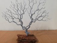 درخت پیچی بزرگ