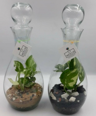 تراریوم جام کد 70