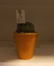 گلدان سطلی گوشواره ای کوچک