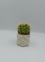 ساکولنت یا کاکتوس به همراه گلدان بتنی با کیفیت و بسته بندی مخصوص لئون