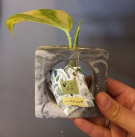 گلدان بتنی پتوس کوچک