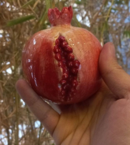 انار ترک دار قرمز